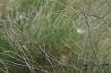 Nephila_edulis_D3554_Z_85_Mt Florence station_Australie